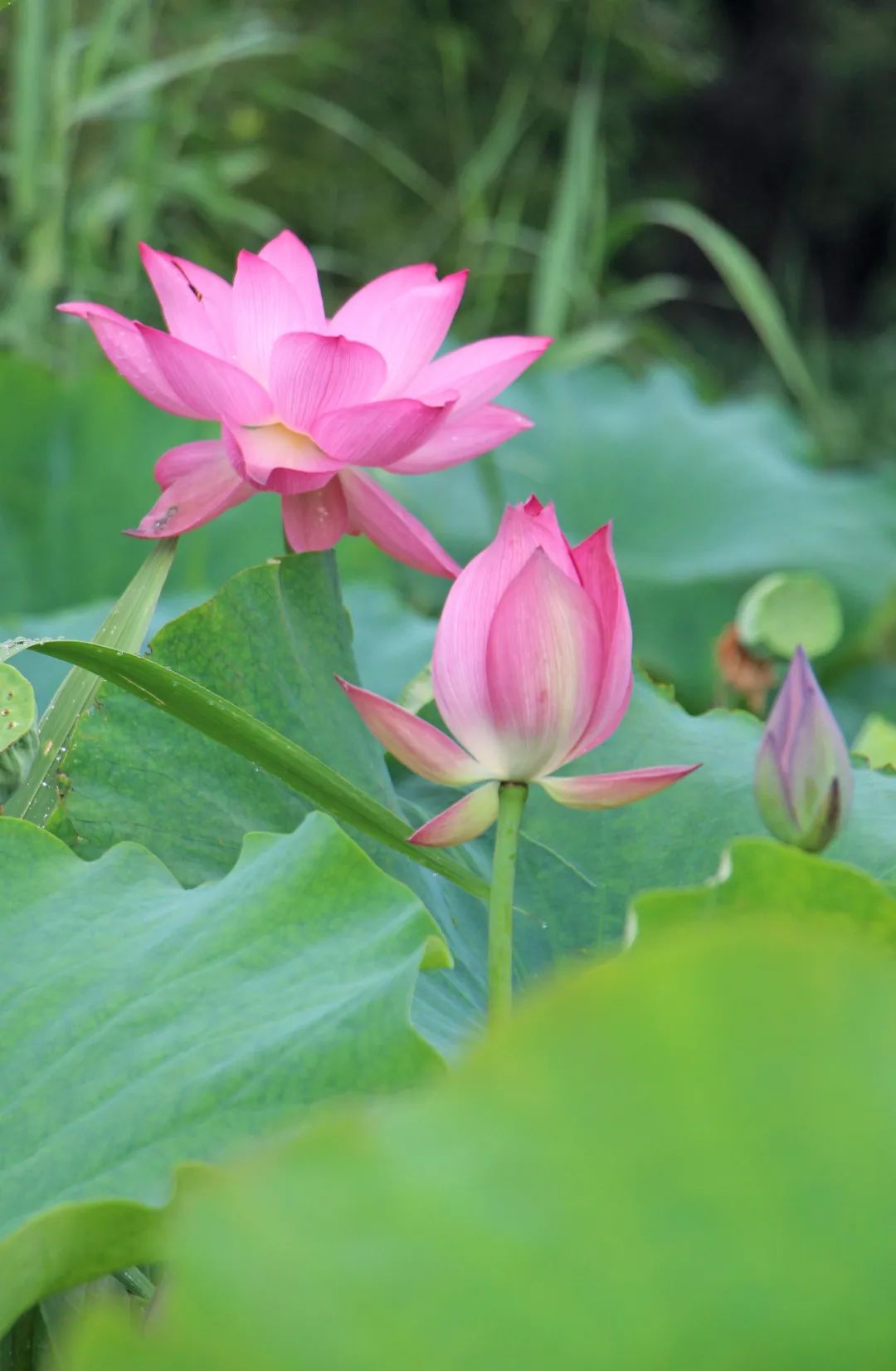 快来赏花了盛夏荷塘美如画风姿绰约暗香来内附高清美图