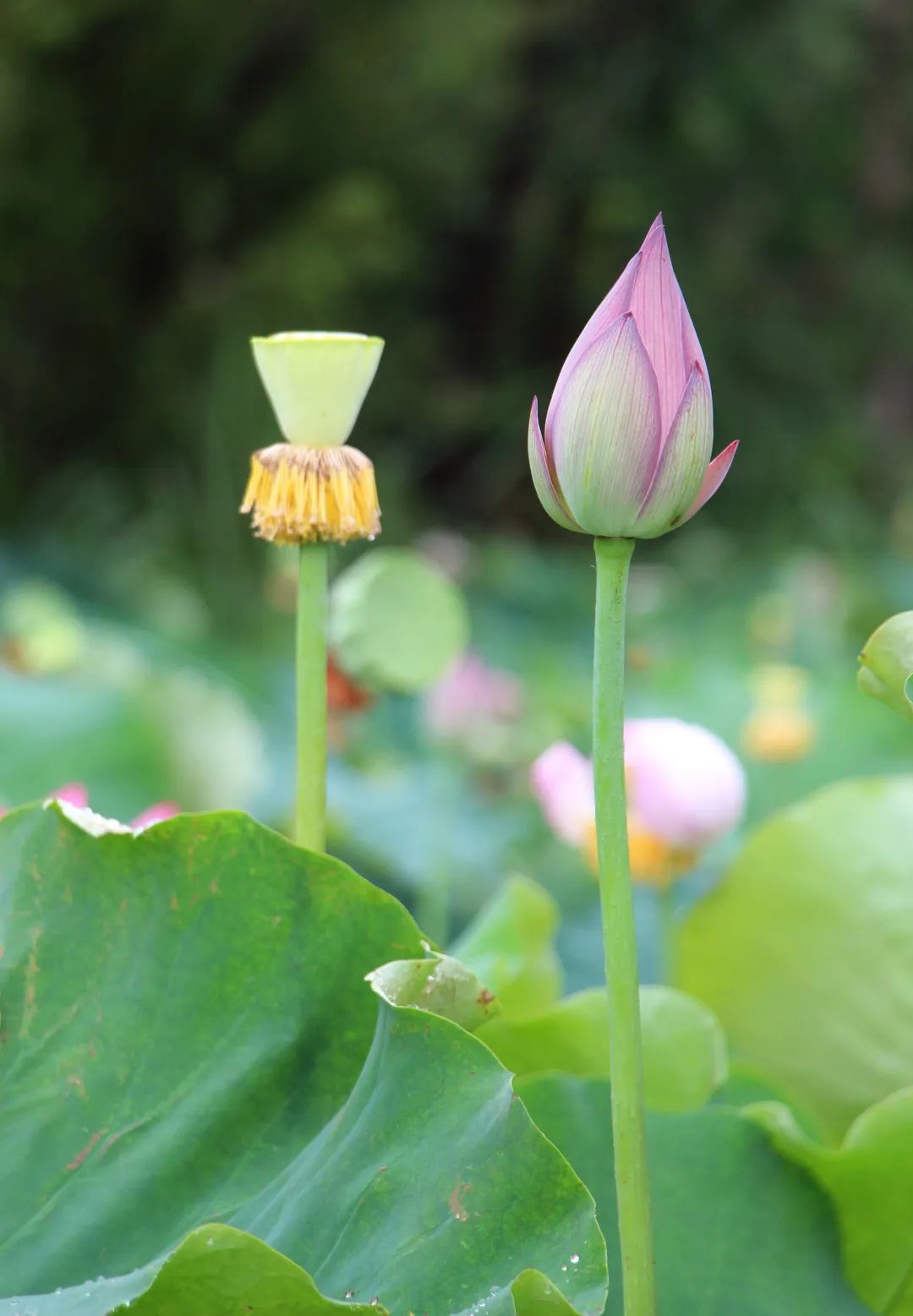 快来赏花了盛夏荷塘美如画风姿绰约暗香来内附高清美图