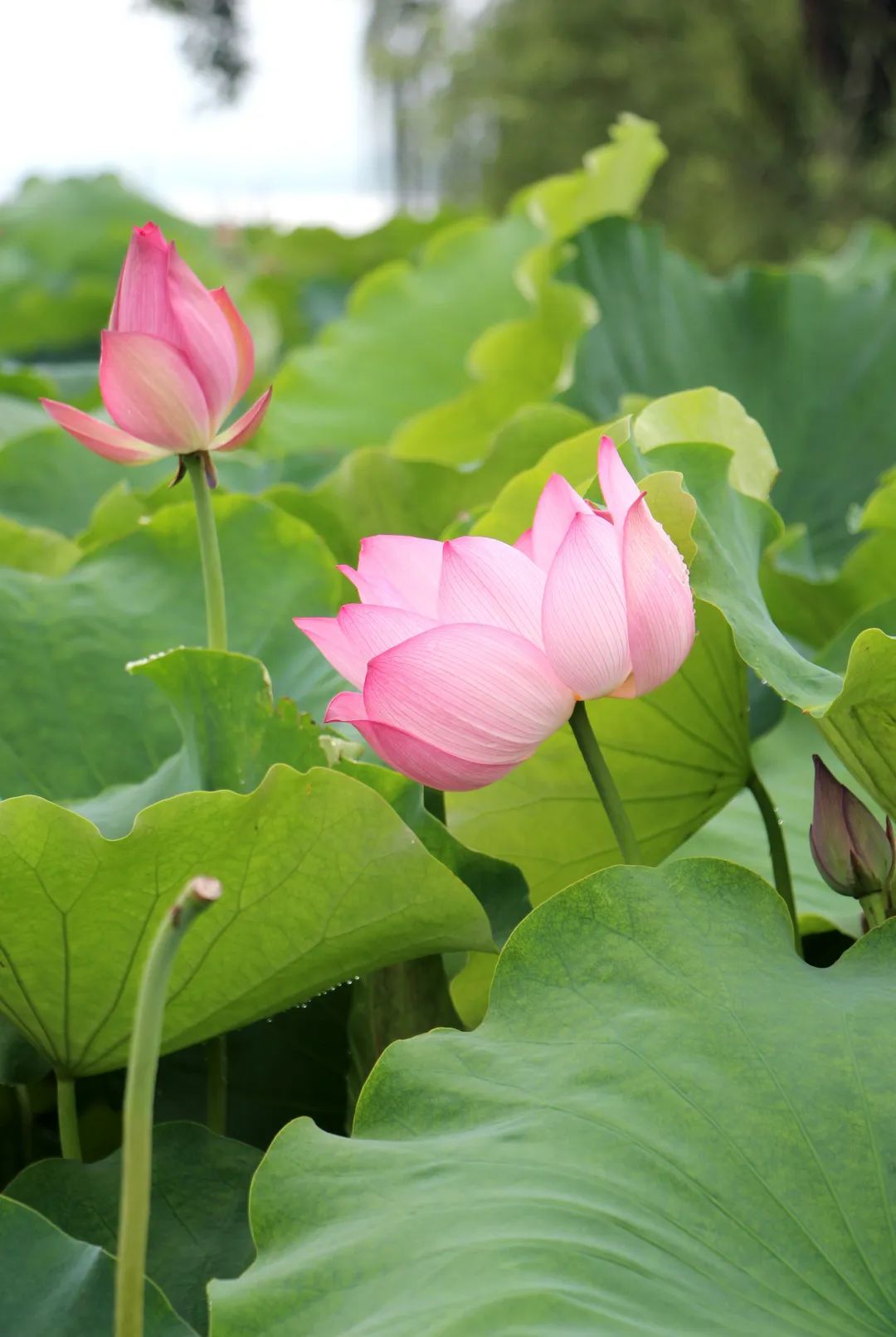 快来赏花了盛夏荷塘美如画风姿绰约暗香来内附高清美图