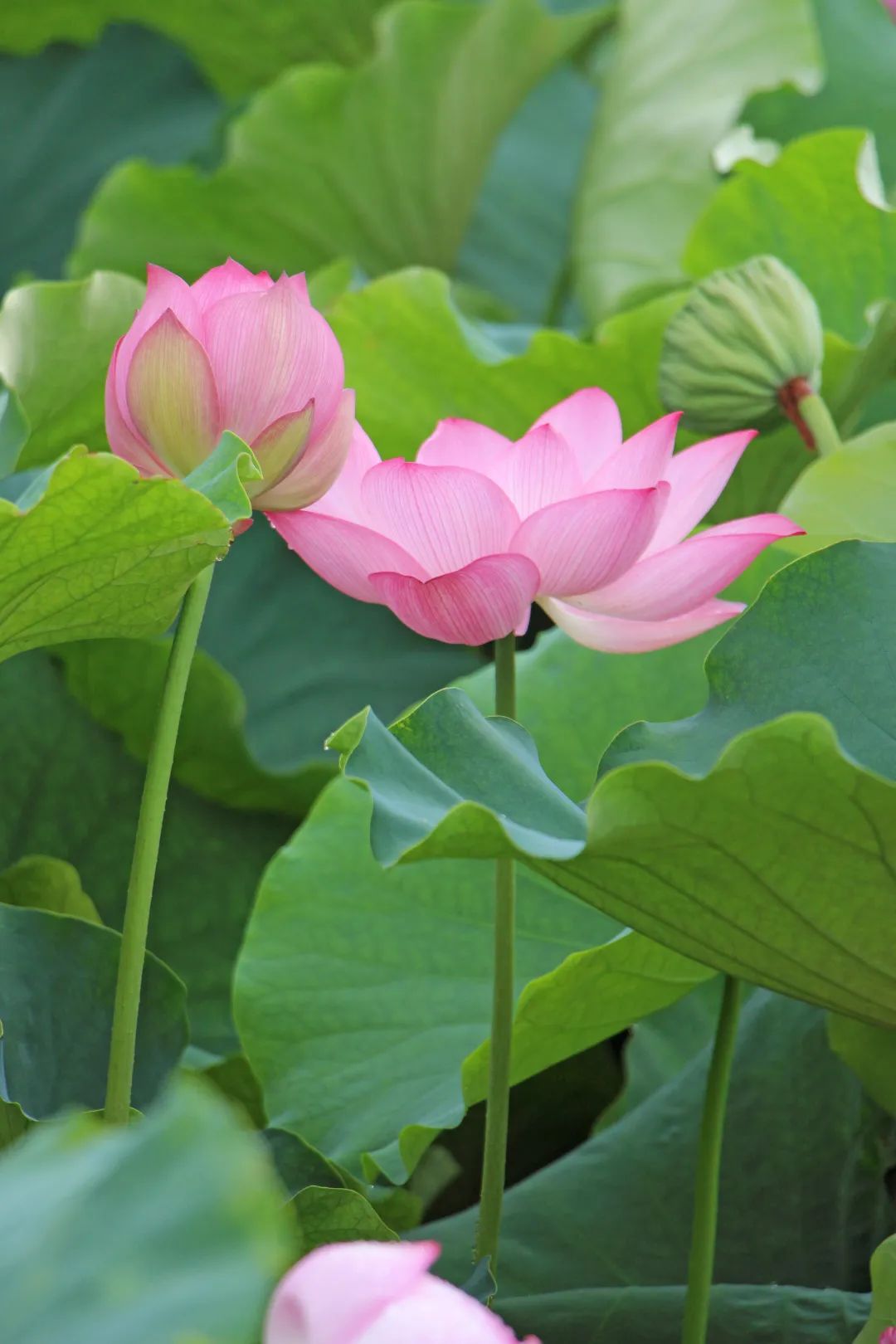 快来赏花了盛夏荷塘美如画风姿绰约暗香来内附高清美图