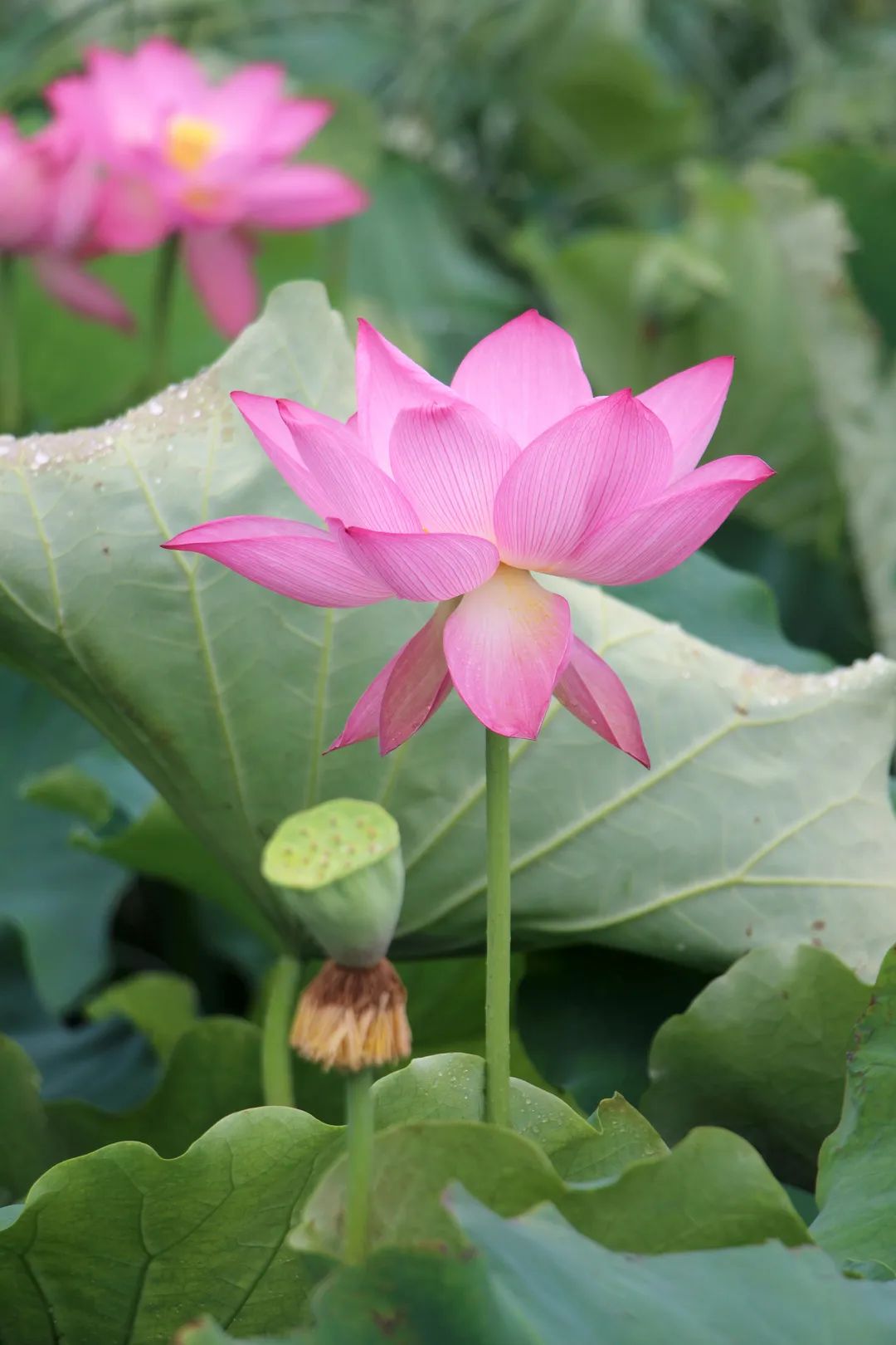 快来赏花了盛夏荷塘美如画风姿绰约暗香来内附高清美图