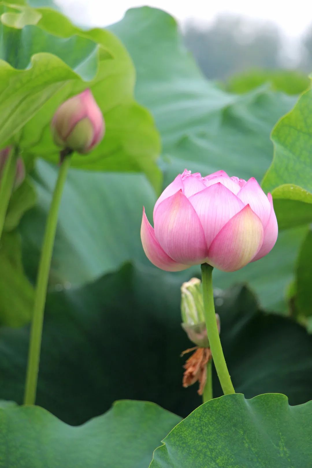 快来赏花了盛夏荷塘美如画风姿绰约暗香来内附高清美图