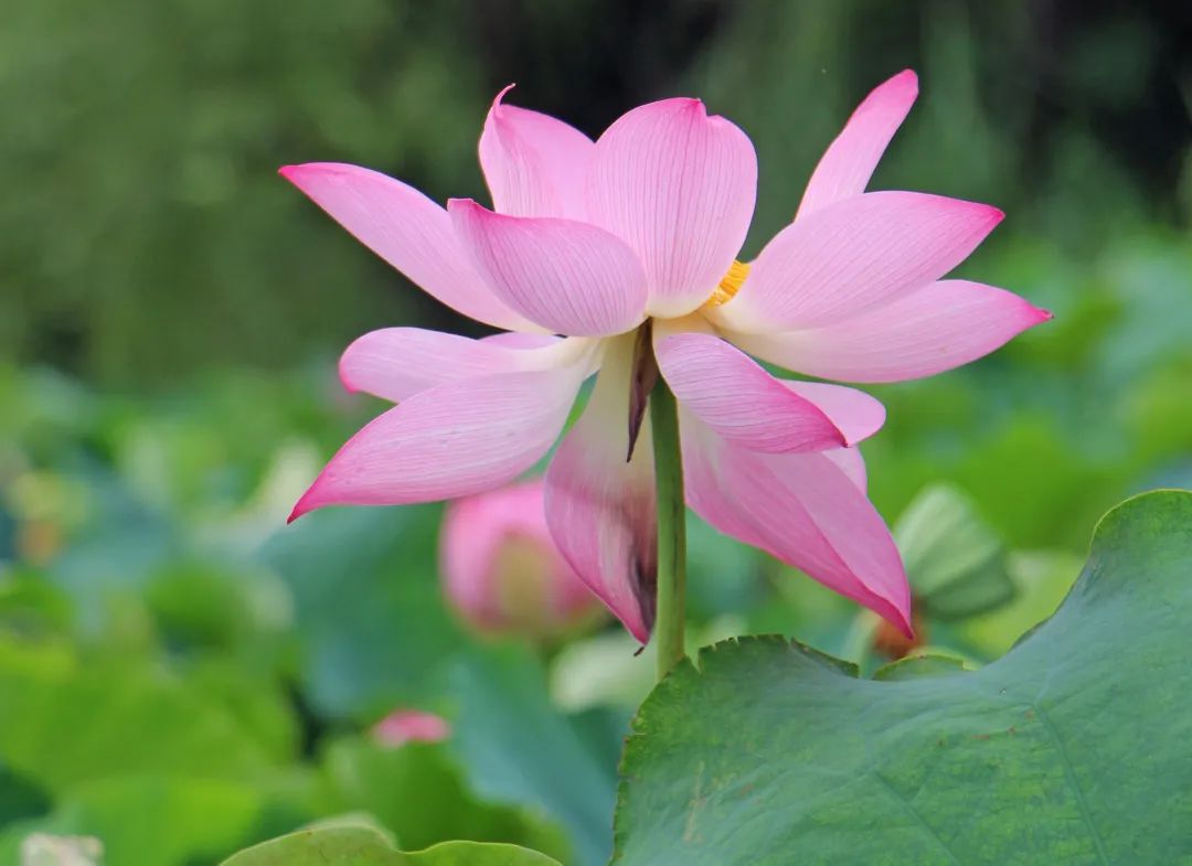 快来赏花了盛夏荷塘美如画风姿绰约暗香来内附高清美图