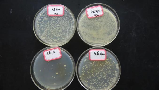 实验结果显示,不使用公筷菌落总数是使用公筷的15到20倍左右.