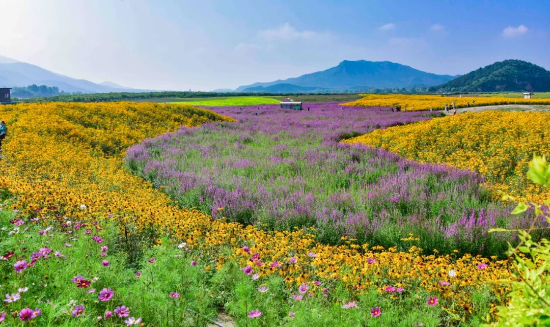 明天起七孔桥花海启动预约购票免费入园