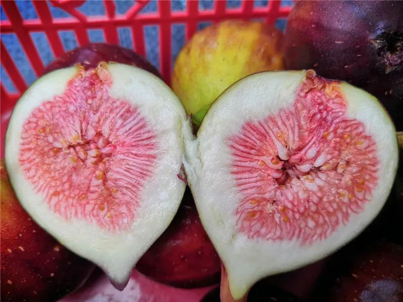 【乡村新闻官·清远播报208】佛冈迳头镇黄美芳:无花果上市,鲜食更清