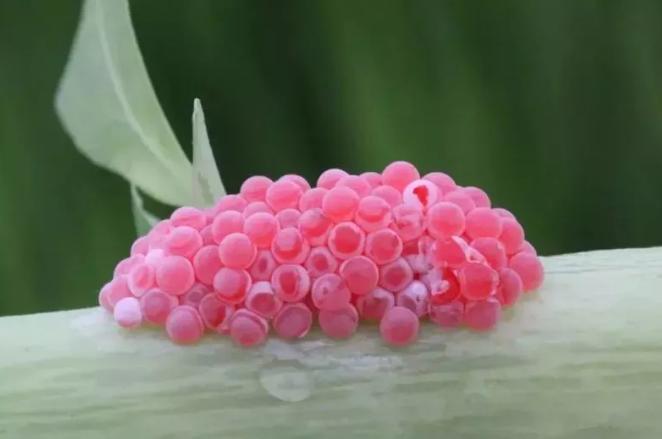 福寿螺不福寿吃了不会让你又福又寿