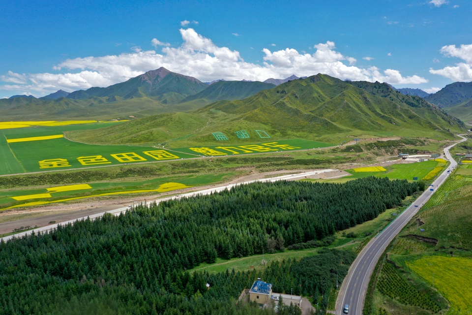 盛夏时节,张掖市民乐县扁都口附近数万亩油菜花竞相绽放,将大地装扮成