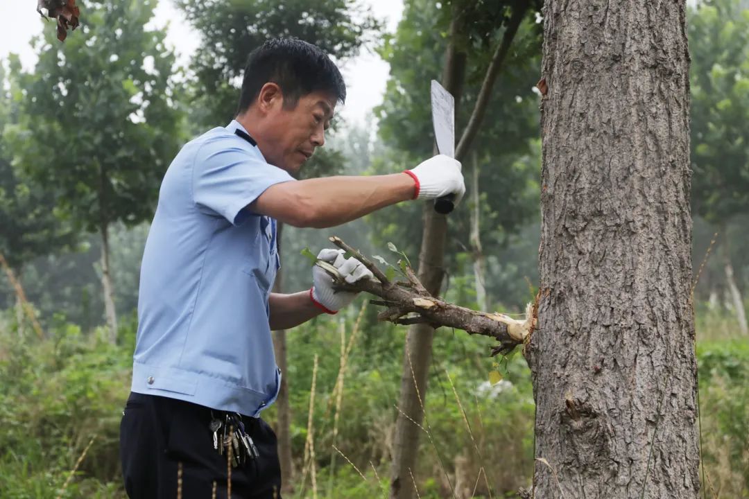 10张心勇副监狱长正在修剪树苗09高运展政委割草是个"行家里手"08