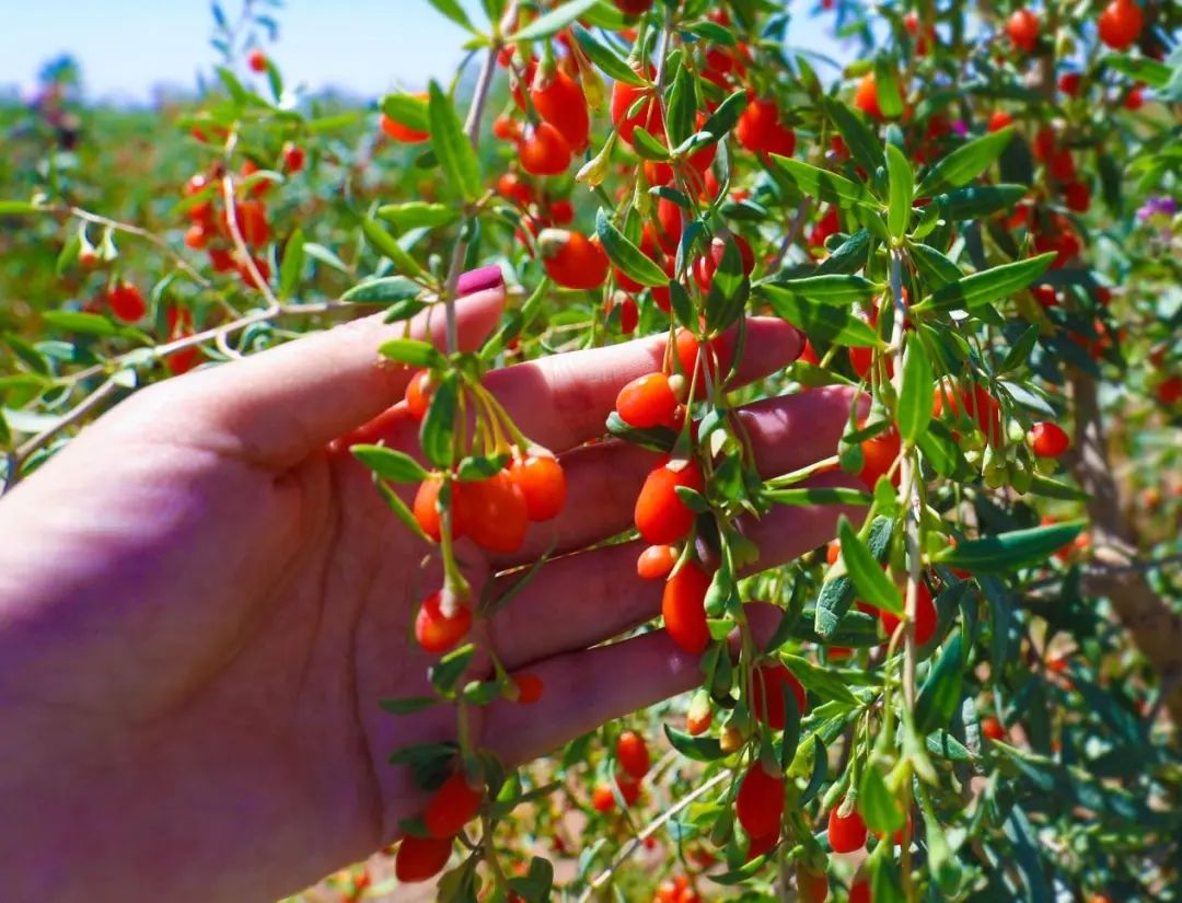 喀什市民请查收又到收获季千亩枸杞基地成乡亲们的采金场