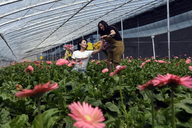 鲜花书记 日照 第一书记 钟翠娟