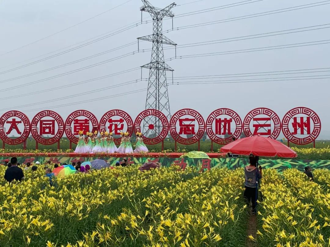 大同黄花丰收活动月今日启幕