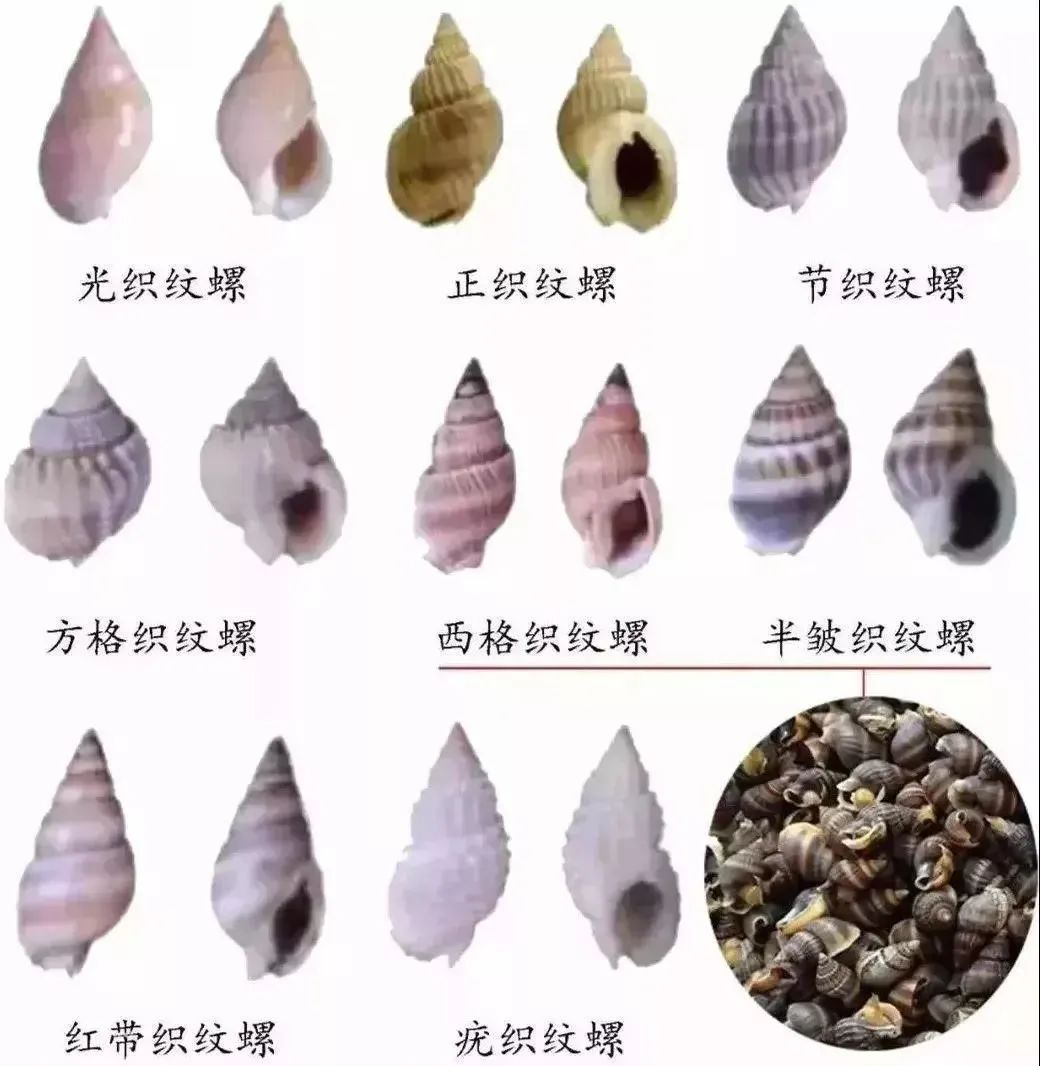 海螺品种种类图片