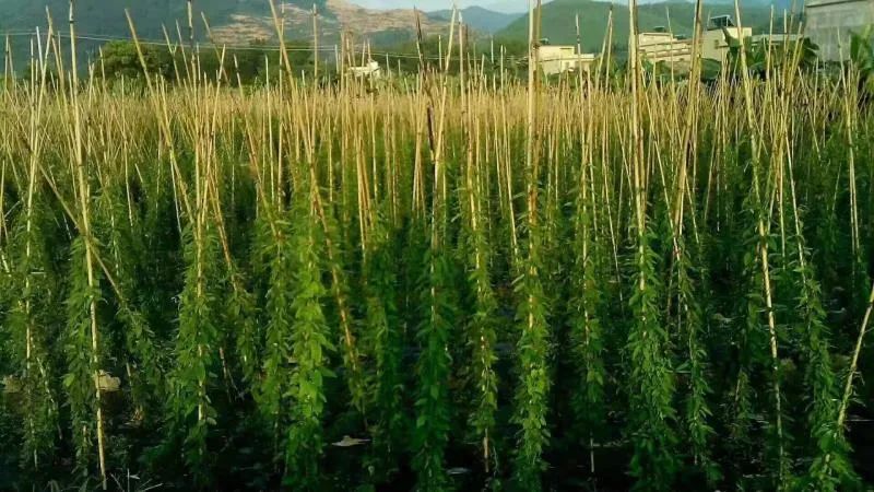 枫湾镇枫湾村村民正在地里忙着收获丝线根.