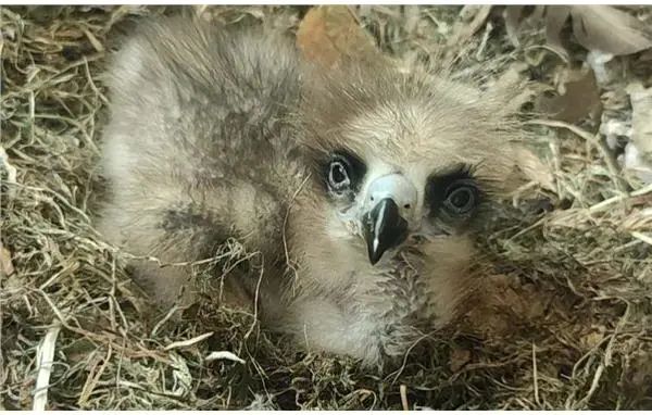 上海動物園這對新生寶寶居然叫蛤蜊和燉蛋生出來就有黑眼圈