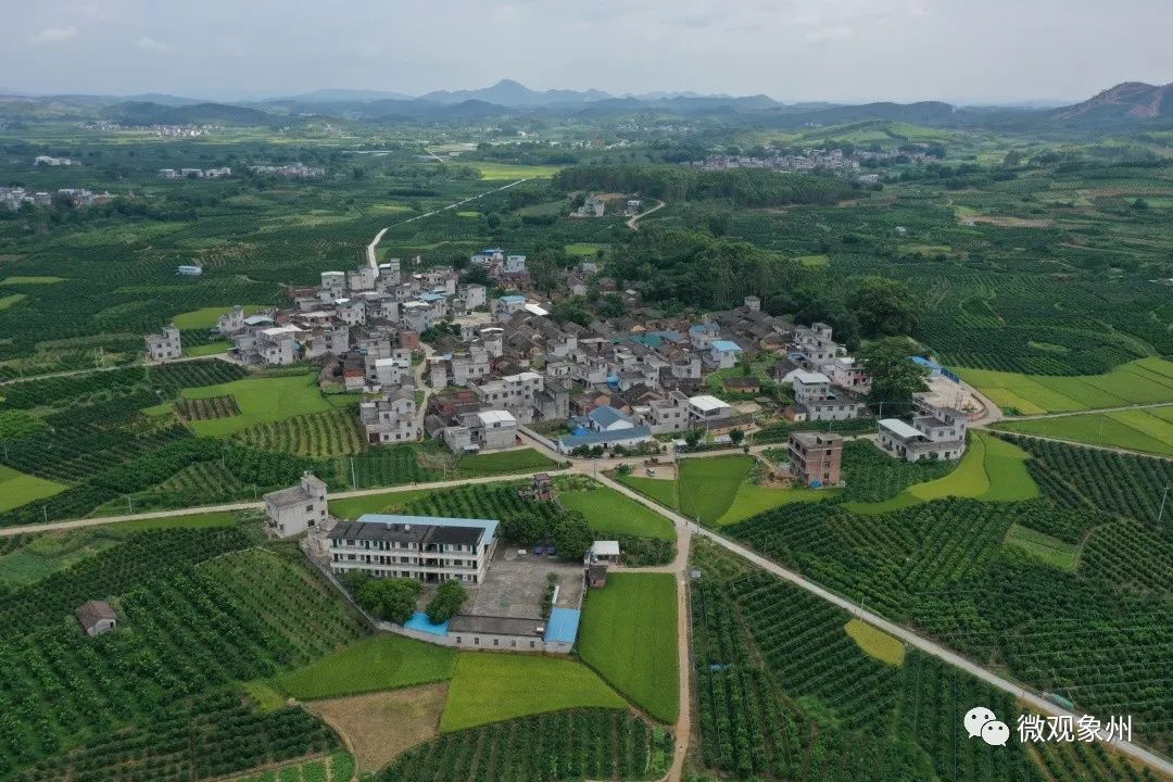 千名记者一线行象州中团村小葡萄串起群众致富梦