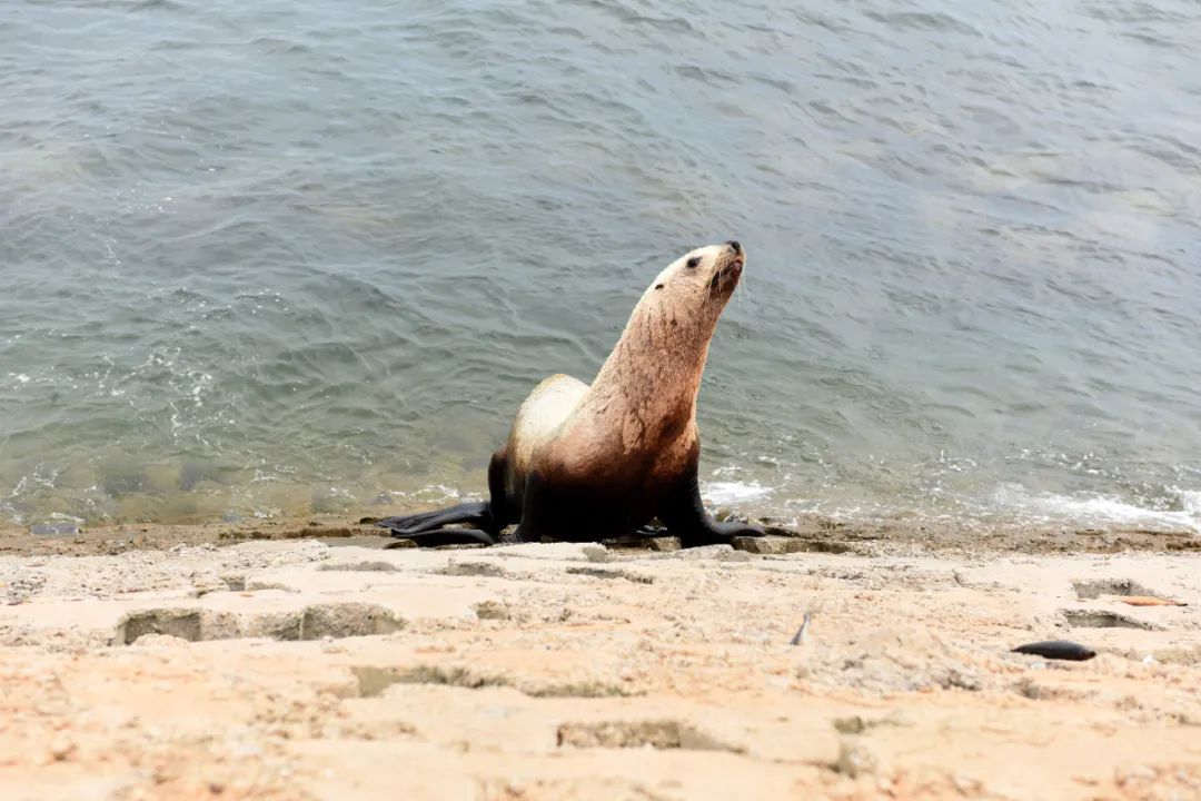 罕见北海狮现身东港海域原来它叫小伟来自