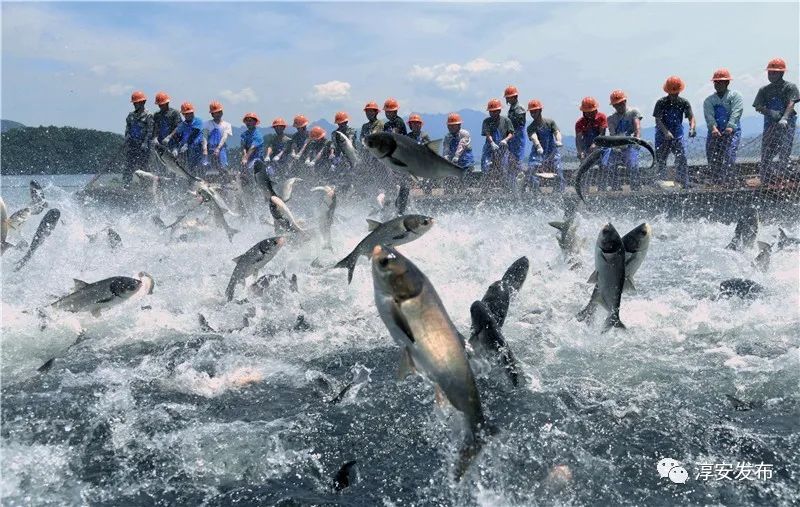 50000斤活蹦乱跳的胖头鱼又来啦