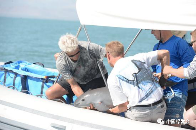 图3：救援人员将第一只鼠海豚放归大海 ?来源/CIRVA