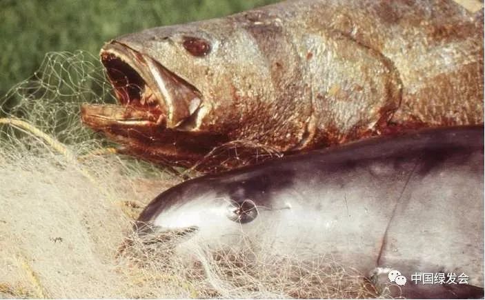 图4：与石首鱼一同被“害”的鼠海豚 来源/网络