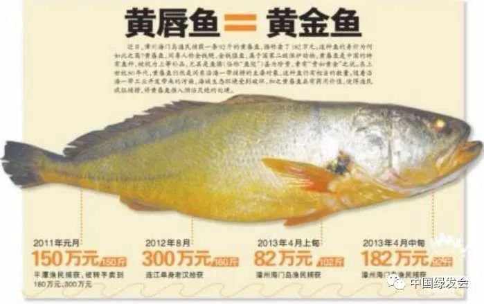 图5：我国有关黄唇鱼市值的报导 来源/百度百科