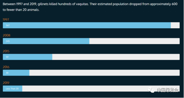 图9:1997年至2019年鼠海豚剩余数量统计 来源/ VaquitaCPR