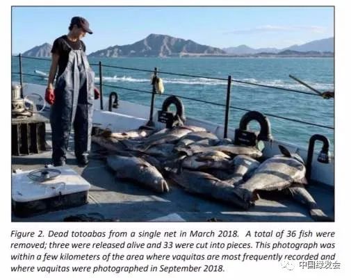 图10：2018年9月，在鼠海豚频繁活动区域的不远处，36只被非法捕的捞石首鱼中33只均被杀害分装，仅有3只被放归大海。来源/ CIRVA