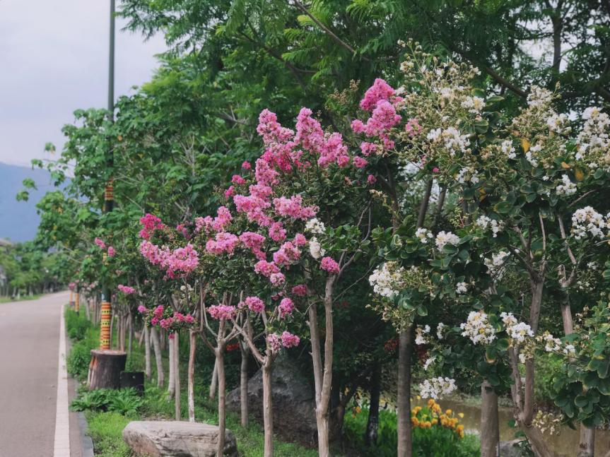 航天城裡百花香丨溼地公園紫薇花開!遊公園,賞美景,快來約起!