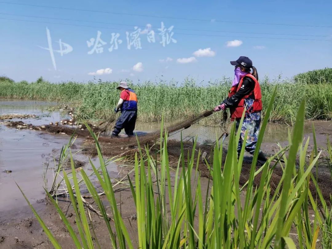 呼兰河人口_呼兰河传阅读卡图片