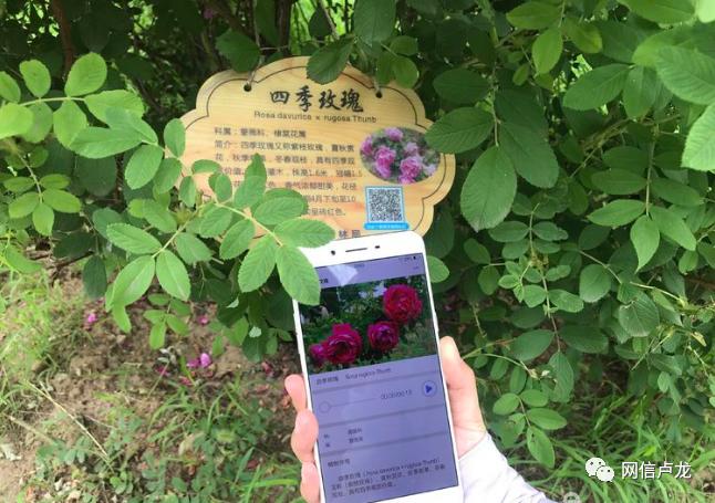 扫扫二维码大树会说话卢龙县推广智慧园林助力省级森林城市创建