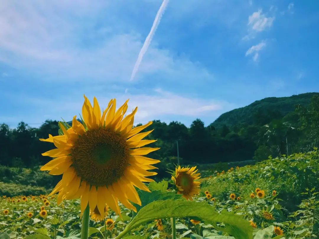来登高山邂逅那片向阳花海美好与你不期而遇