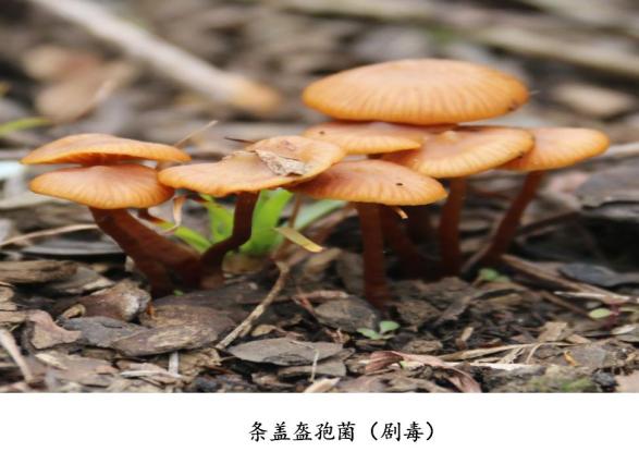 黔东南人喜爱的这道"美食",稍不注意命都会搭上!请重视……