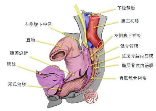 医学图说直肠周围的筋膜