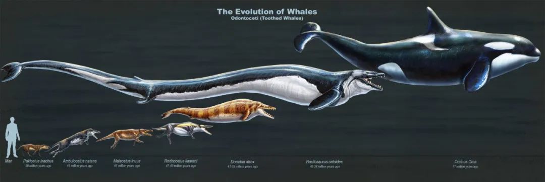 鲸鱼进化过程图图片