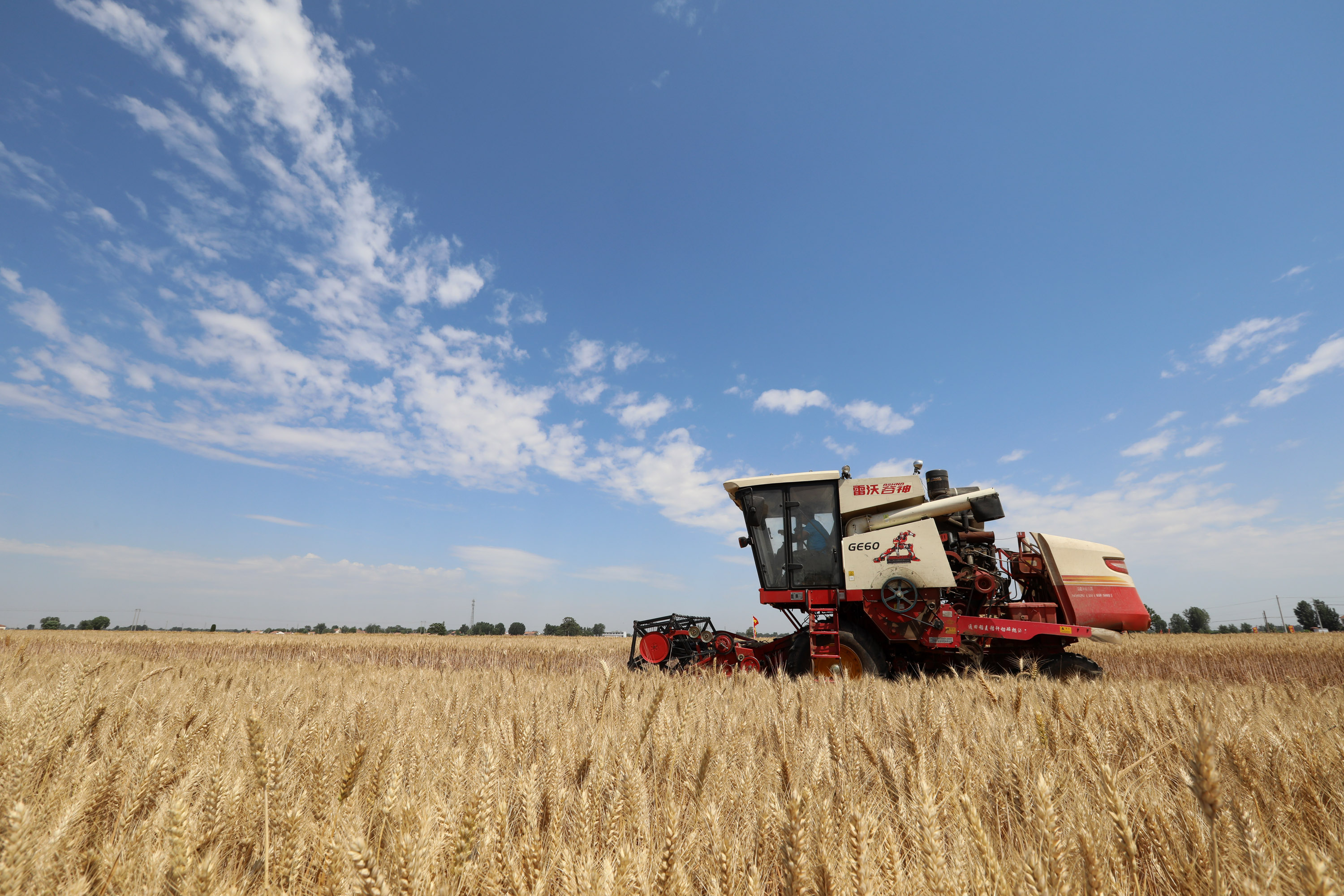 河南省焦作市温县赵堡镇北平皋村农民驾驶收割机在田间收获小麦(5月29