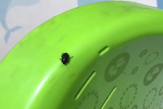 7月16日(今天) 不少网友说: 家里多了很多黑色的硬壳虫,还会飞 这种