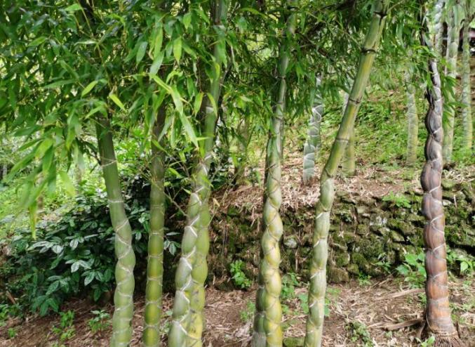 六安大山里发现成片龙鳞竹