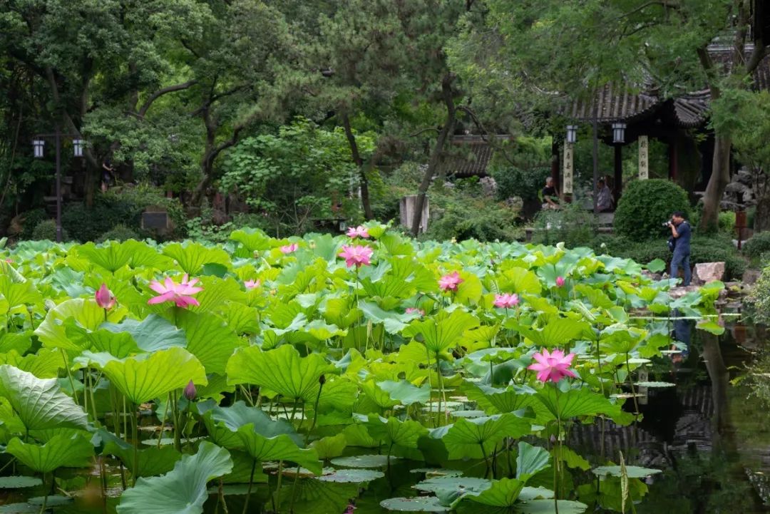 一起赏荷品莲 听小曲儿 可好