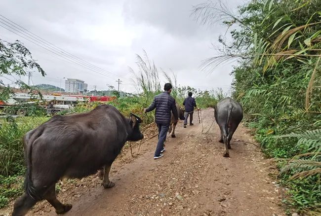 藤县一男子"贩卖"5头水牛到广东竟获刑四年!