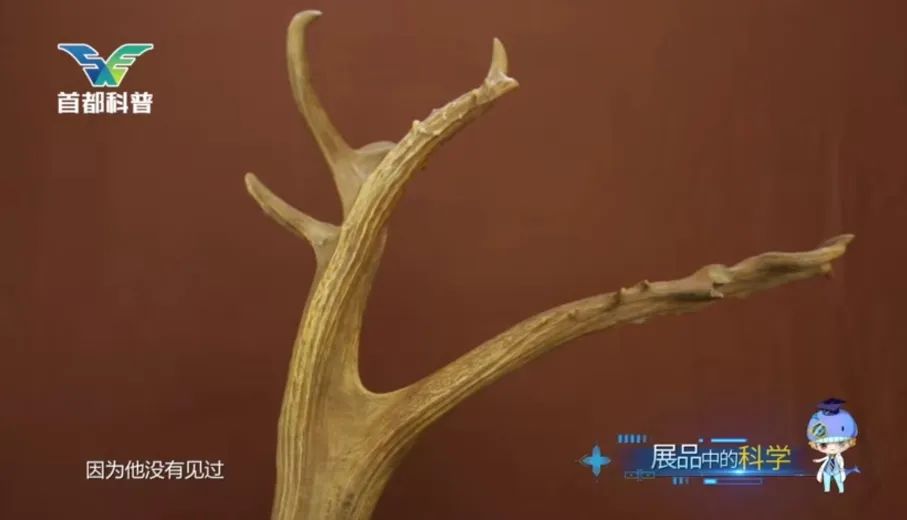 回放来啦北京南海子麋鹿苑博物馆麋鹿角支展品中的科学系列节目