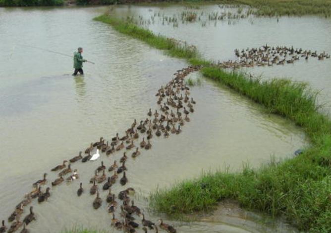 每到一个有水塘或水田的地方,养鸭人会将鸭群赶进水里.