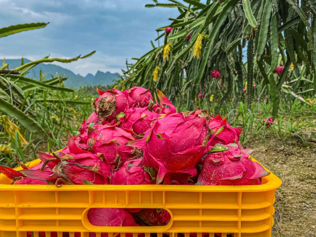 忻城红渡红心火龙果滞销价格便宜赶快来抢