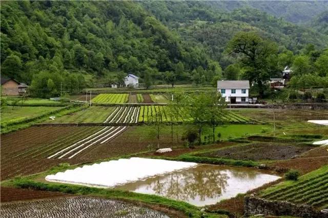 鞍山村,南河村省級整治村沙淌村省級示範村漁洋關鎮富裕衝村茶園梅坪