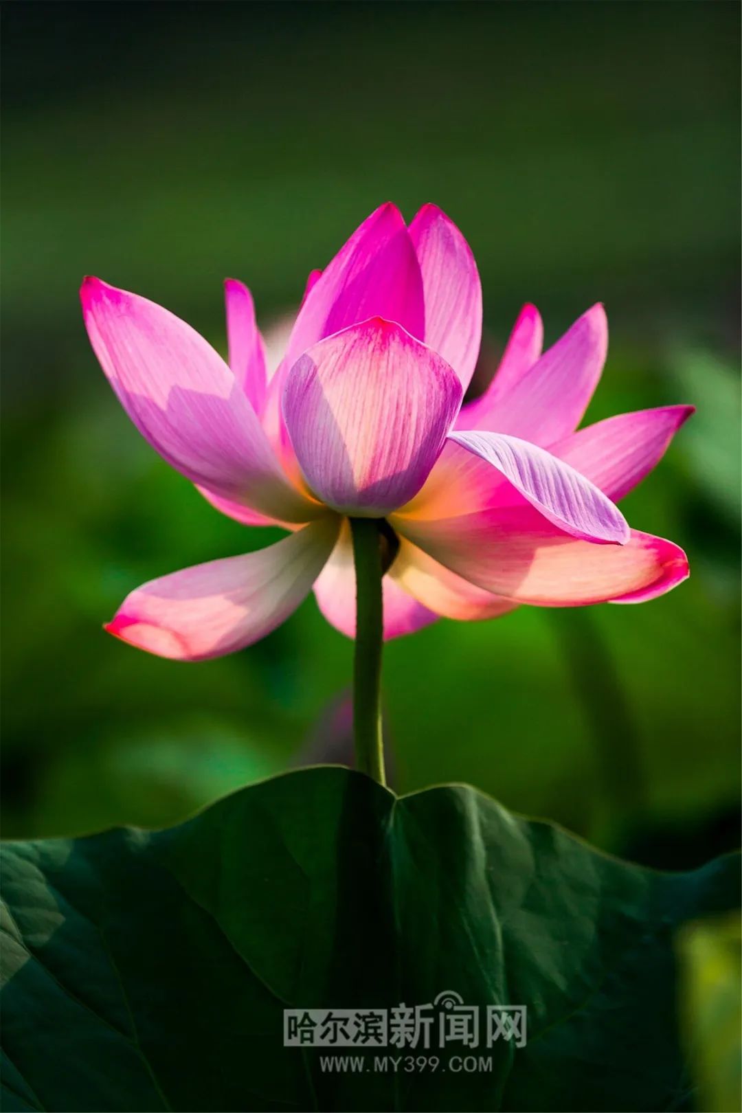 夏日赏荷正当时美图戳这里↘