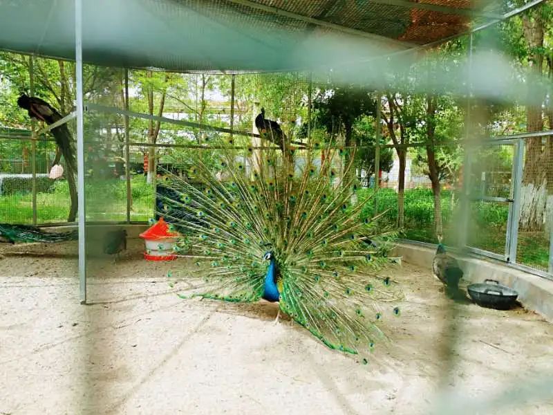 百鸟园简介2,单位团体组织本辖区退役军人需开具介绍