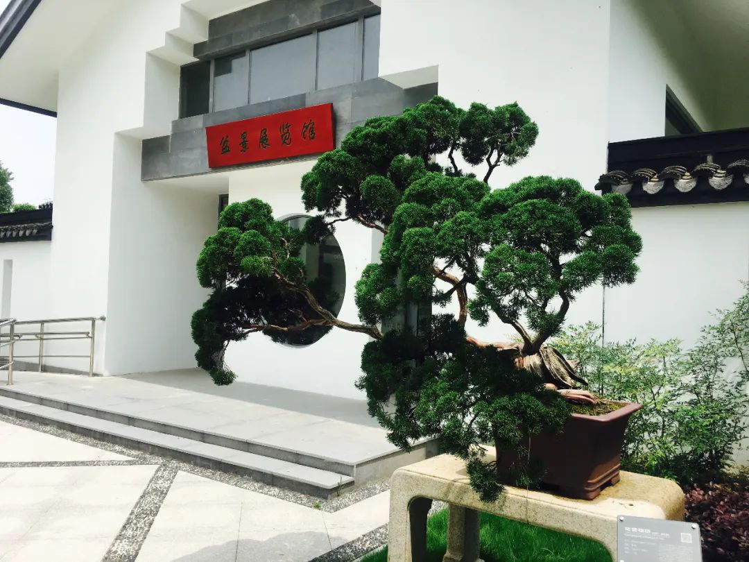 梅完梅了的雨季上海植物园如何精心养护海派盆景呢