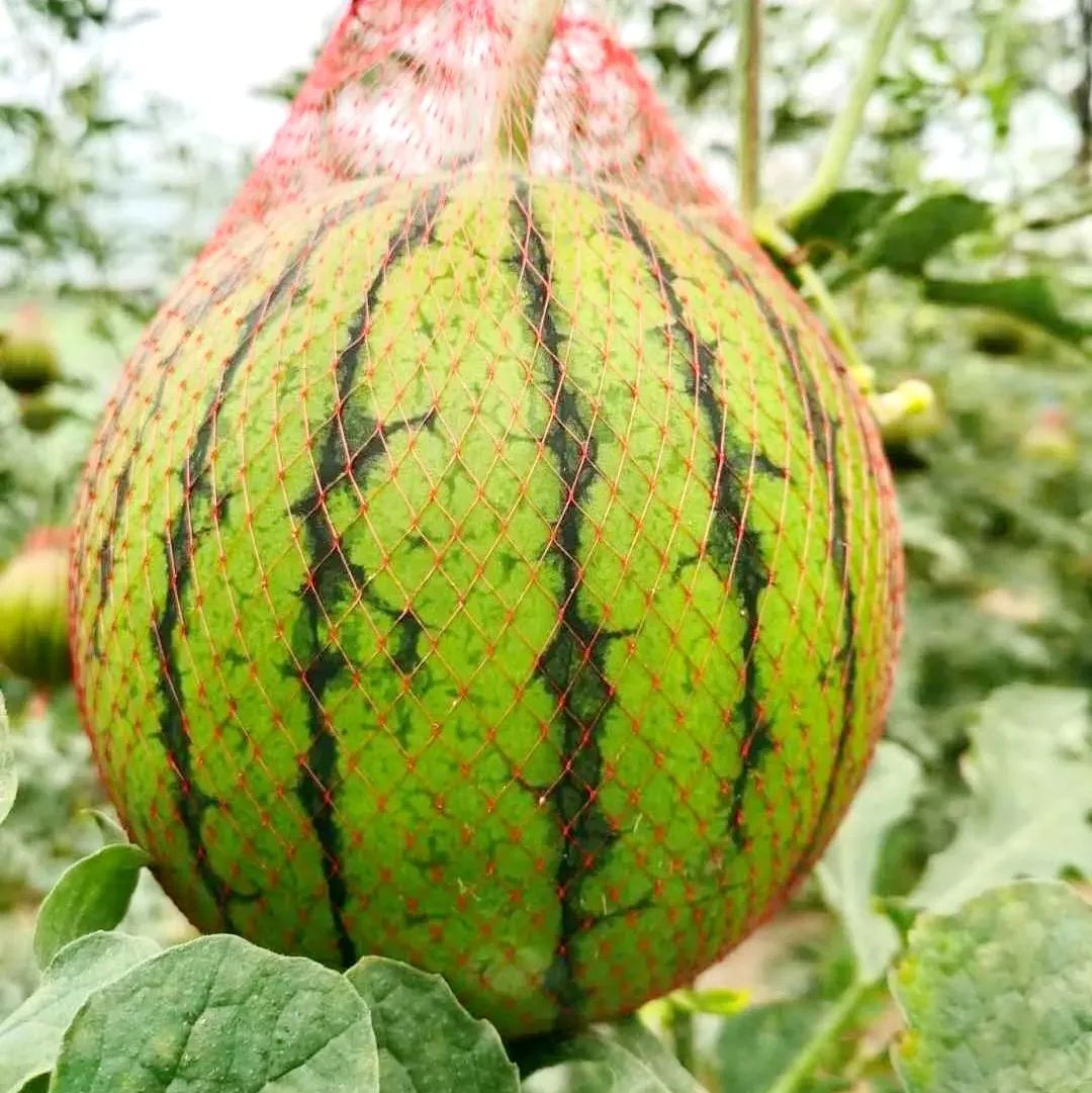 夏日专属!临洮这里有长在树上的西瓜,快来摘啊