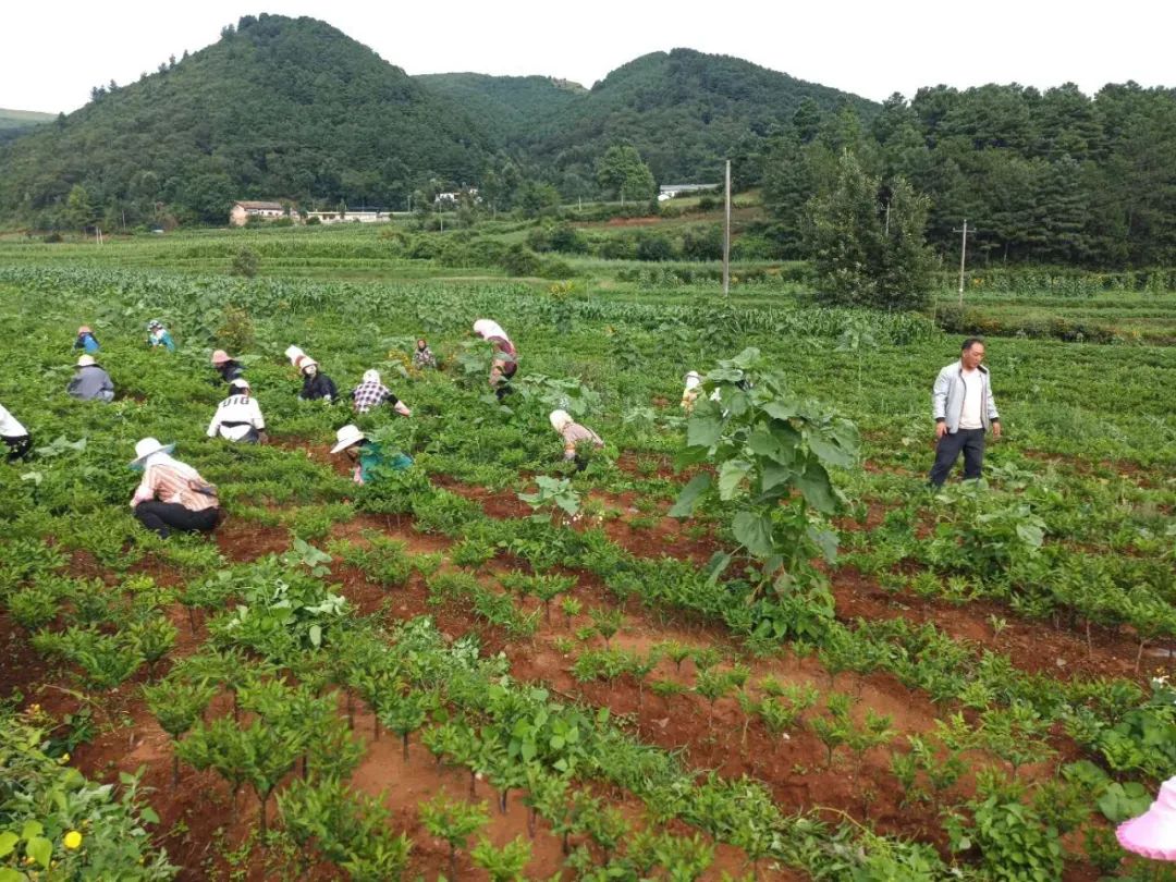 务工一天不仅有70块钱收入,时间长了自己还学会魔芋栽培技术和一些