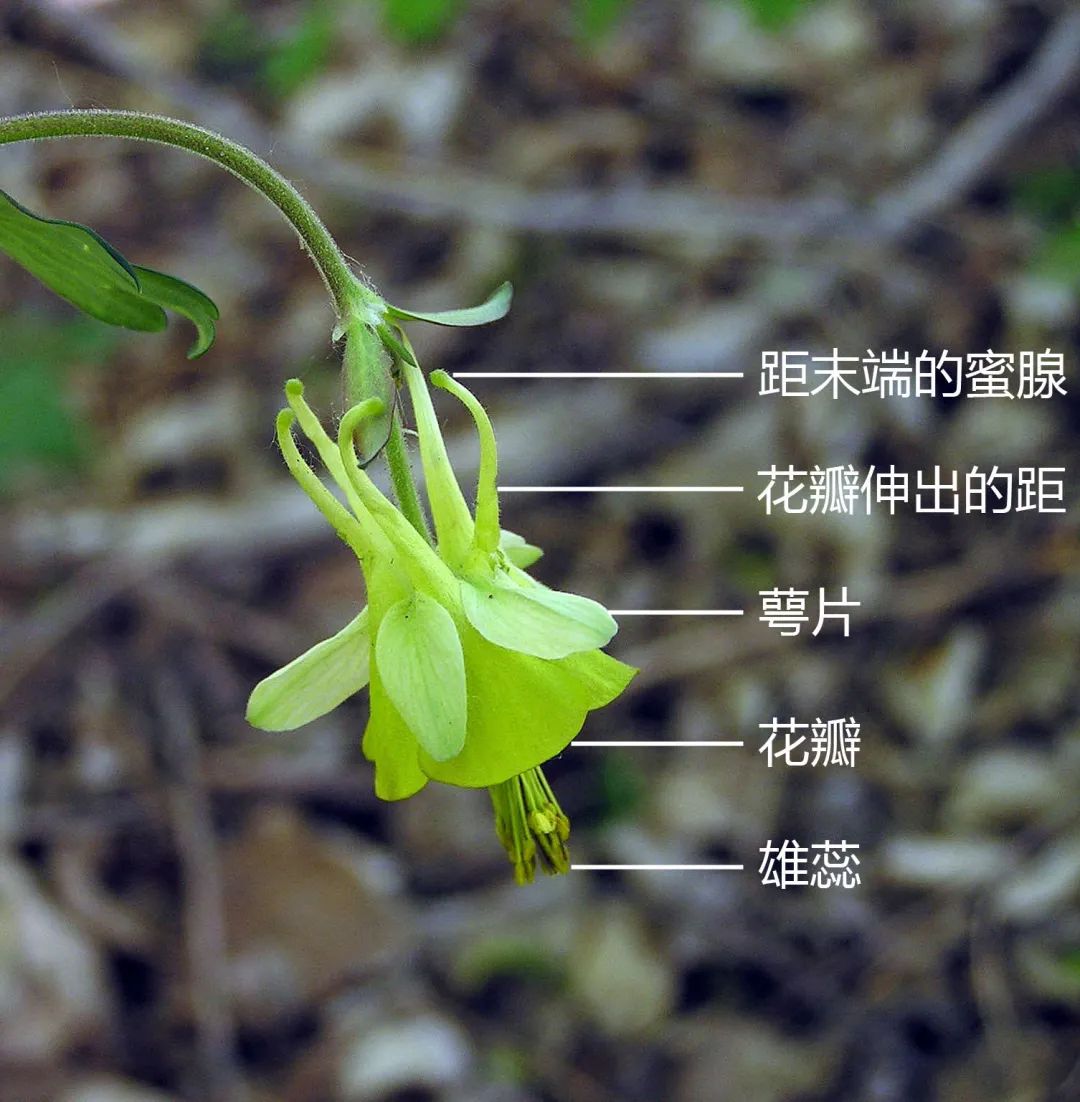 又一个你见过但不认识,认识但不会念的花