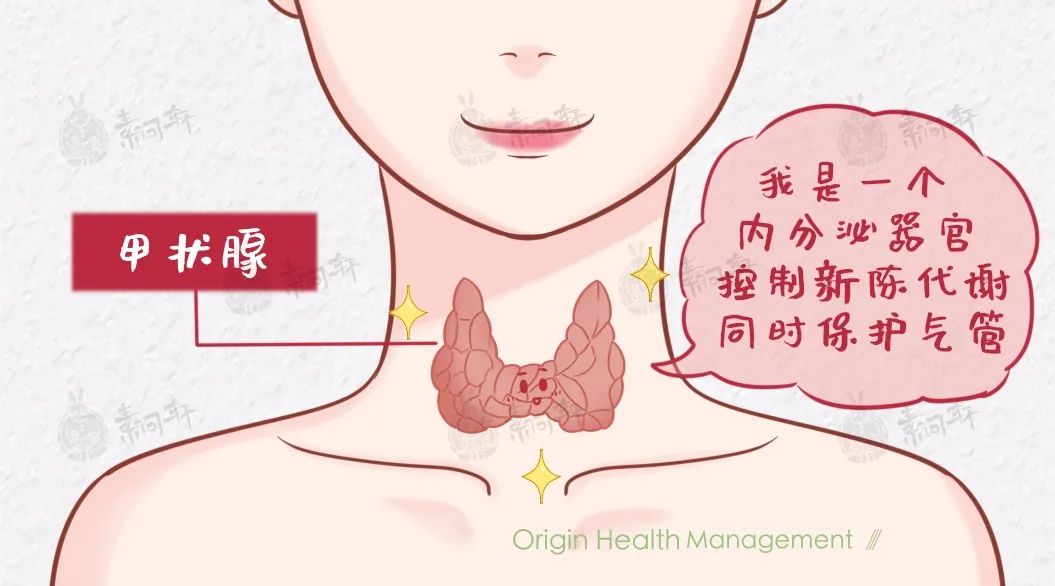 那甲状腺究竟是什么?更可怕